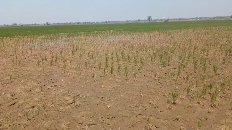 Saluran Sekunder Pangarengan Rusak, Ini Kondisi Sawah di Legonkulon Subang