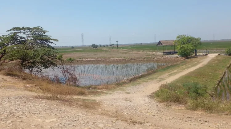 Tagana, Intrusi Air Laut, Penyebabnya Tanggul Jebol akibat Banjir Februari Lalu