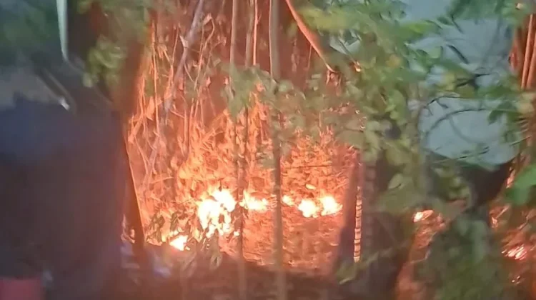 Lahan Ilalang di Desa Margasari Dawuan Subang Terbakar, Diduga Ini Pemicunya