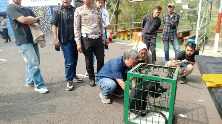 Polres Serahkan Lutung Jawa ke BKSDA