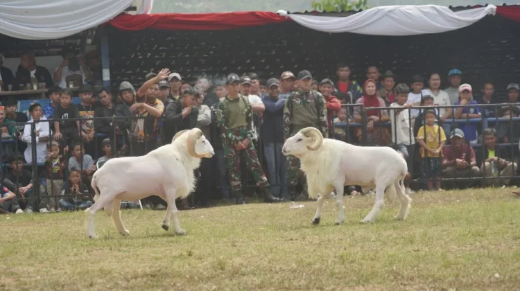 Seni Ketangkasan Domba, Pemkab Dukung Pelestarian Budaya