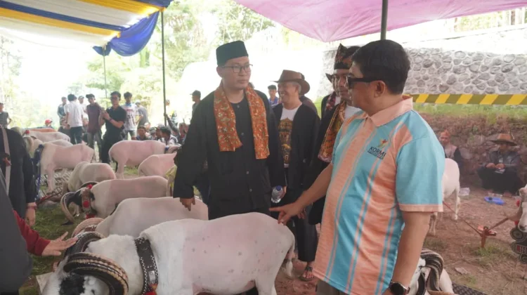 Adu Ketangkasan, HPDKI : Dongkrak Harga Jual Domba