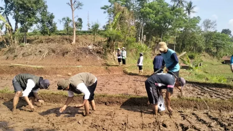 UPTD PKP Jatinangor Terapkan Tabela, Dorong Efisiensi Budidaya Padi