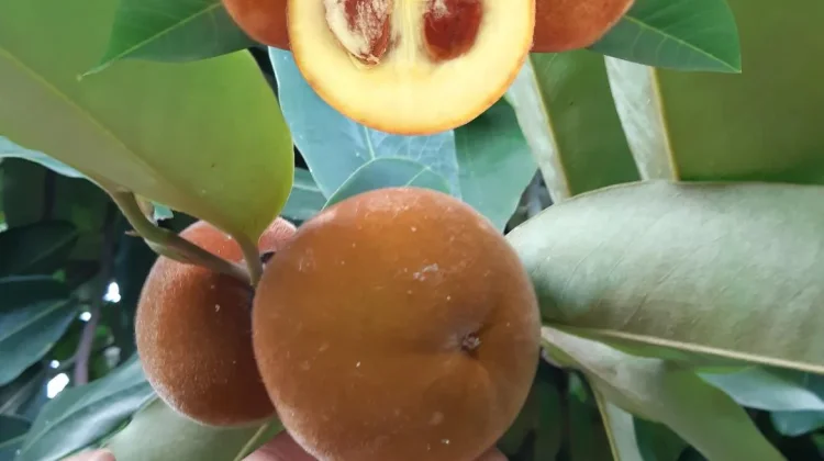 Buah Langka yang Kini Tak Lagi Mudah Ditemukan di Pasaran
