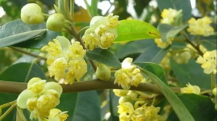 Pohon Langka di Jawa Barat, Kekayaan Alam yang Perlu Dijaga
