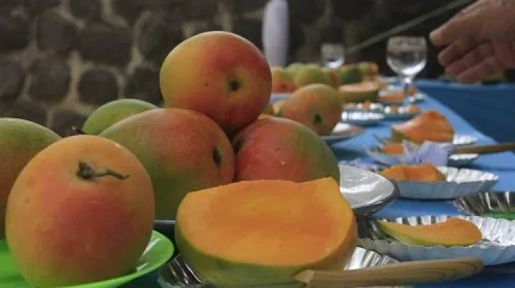 Kisah Mangga Gedong Gincu Sumedang, Berawal dari Buah yang Tak Laku Dijual
