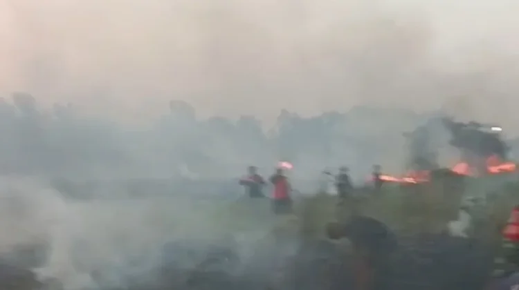 Puncak Kemarau, 3 Titik Kebakaran Lahan Terjadi di Subang dalam Sehari