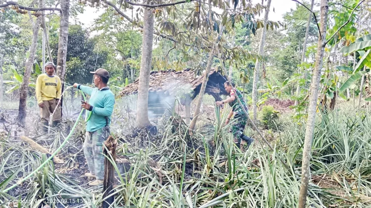 Kebakaran Hanguskan 10 Ribu Pohon Nanas di Subang, akibat Kemarau Panjang