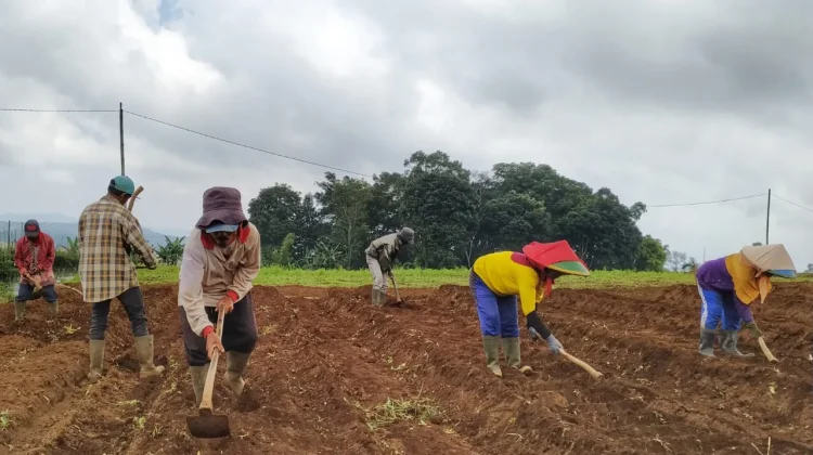 Desa Cimungkal Pertahankan Budaya Tani, Dorong Generasi Muda Kuasai Pertanian