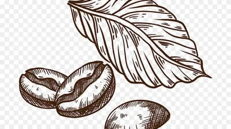 Perbedaan antara Kopi Arabika dan Robusta