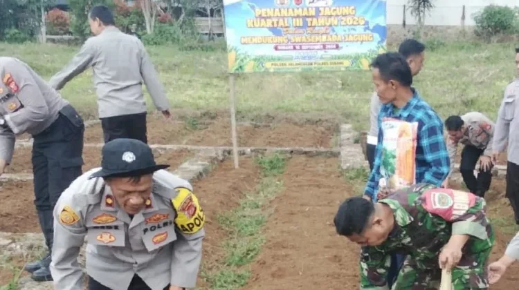Dukung Ketahanan Pangan, Polsek Jalancagak Tanam Jagung Hibrida di Ciater