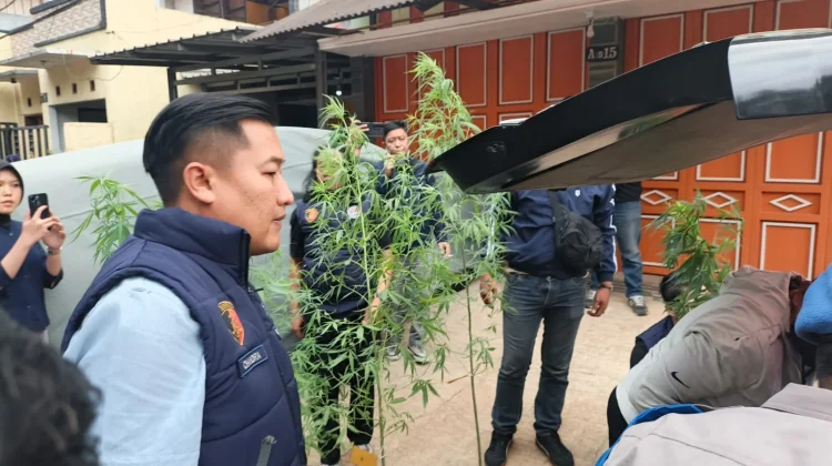 Polisi Ringkus ASN Kementerian PU di Bandung yang Tanam 36 Pohon Ganja di Rumah