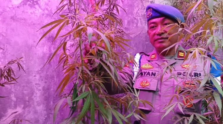Polisi Dalami Asal Bibit Ganja yang Dibudidayakan ASN Kementerian PU di Bandung