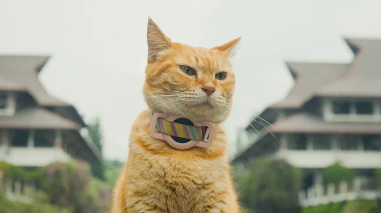 Film Kucing Kampus ITB Garapan LFM Raih Penghargaan di Festival Internasional