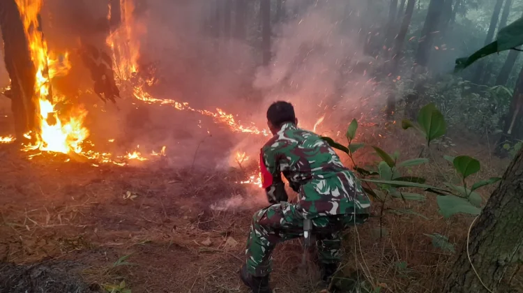 Satu Hektar Hutan Pinus di Cijambe Subang, Milik Perhutani Hangus