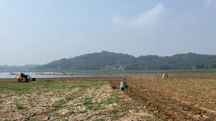 Debit Air Waduk Cirata Surut Warga Cikalong Bercocok Tanam