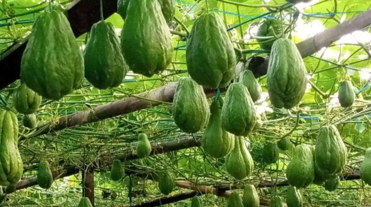 Petani Milenial Cibubut Tanam Labu Siam Beromzet Jutaan Rupiah