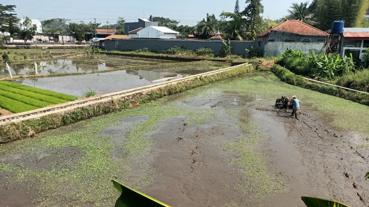 Kemarau, Petani di Kota Tasikmalaya Mundurkan Masa Tanam