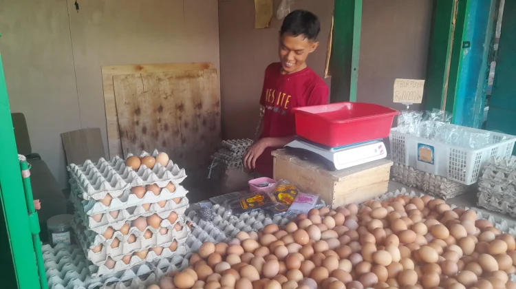 Harga Telur Turun Pengaruhi Daya Beli Masyarakat