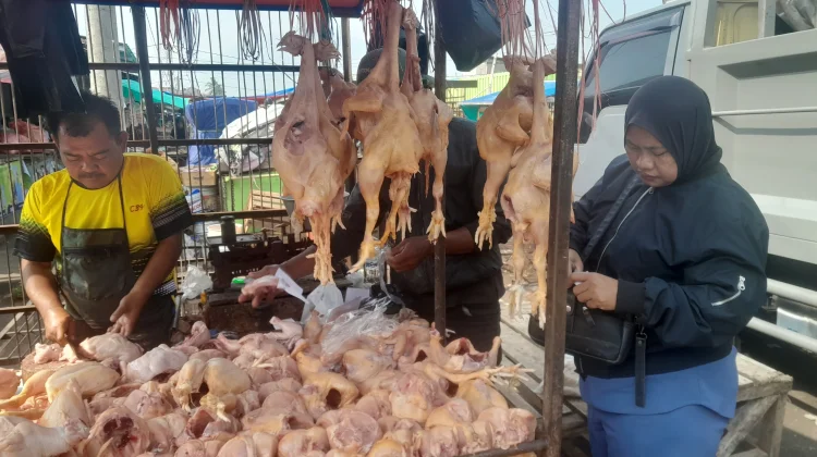 Pasok MBG Jualan Daging Ayam Boiler hingga Dua Ton Perhari