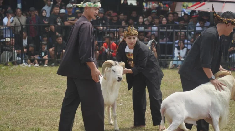 Peleatarian Domba Garut, Bupati : Dorong Pertumbuhan Ekonomi