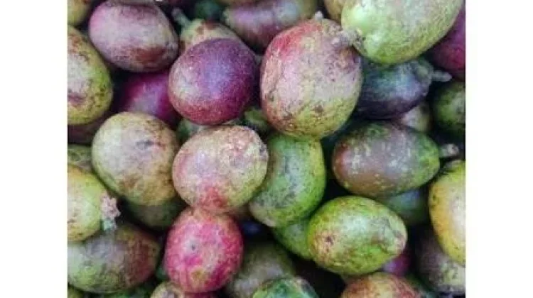 Manfaat Buah Matoa untuk Kesehatan Tubuh