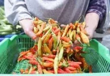Cabai dan Bawang Terus Meroket jelang Ramadan