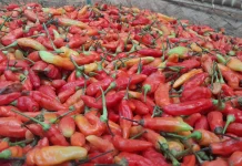 H-2 jelang Ramadan Harga Cabe Merah Tembus 70 Ribu Rupiah
