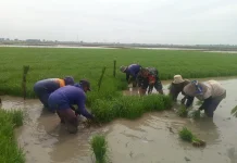 Babinsa Turun Langsung Bantu Petani Tanam Pagi
