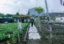 Program Sirkular Kolaborasi Kang Pisman Buruan SAE , Lingkungan, Pangan