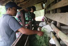 Kodim 0624 Dorong Kesejahteraan Warga lewat Bantuan Domba