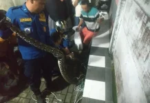 Damkar Cimahi Evakuasi Ular Sanca 5 Meter di Komplek Gardenia