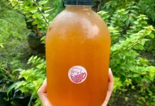Khasiat Kombucha untuk Kesehatan