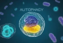 Apa itu Autophagy?
