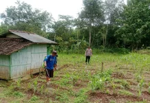 Ketahanan Pangan Petani dan Polisi Rawat Tanaman Jagung dari Hama