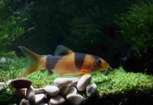 Manfaat Aquarium dalam Menghidupkan Suasana Rumah