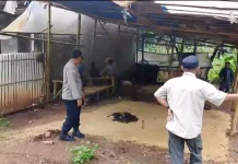 Resahkan Warga, Polisi Bongkar Paksa Lapak Judi Sabung Ayam