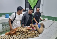 Diduga Curi Labu Dianiaya hingga Tewas