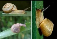 Siput Keong dalam Budaya Alam dan Kehidupan Manusia