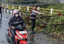 Hujan Disertai Angin Kencang Landa Bandung, Pohon di Soetta dan Titik Lain Tumbang