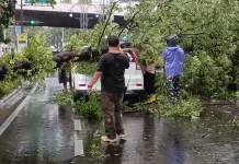 Hujan Lebat dan Angin Kencang, 16 Titik Terdampak Pohon Tumbang