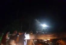 Pohon Tumbang Tutup Akses Jalan Garut Cisompet