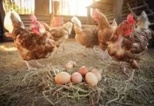 NU Jabar Tangkap Peluang Usaha Ayam Petelur