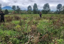Diduga Lakukan Perusakan di Perkebunan PTPN,  Petani Pangalengan Dipolisikan