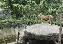 Pemkot Bandung Pastikan Kebun Binatang Bandung Belum Dibuka usai Lebaran
