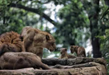 Bandung Zoo Ditutup saat Libur Lebaran