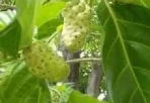 Manfaat Daun Mengkudu untuk Kesehatan Tubuh