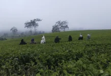 Menikmati Eksotisnya Perkebunan Teh Rancabali Kabupaten Bandung
