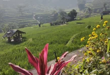 Cisema, Wisata Pesawahan yang Memanjakan Mata