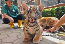 Seekor Bayi Harimau 8 Bulan Mati di Bandung Zoo